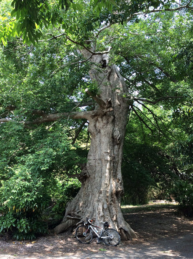 shinake-tree.jpg